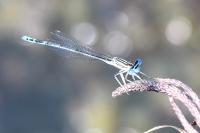 Platycnemis pennipes