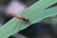 Sympetrum sanguineum
