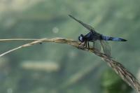 Libellula fulva