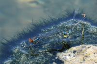 Erythromma viridulum