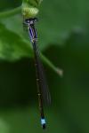 Ischnura elegans