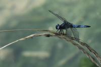 Libellula fulva