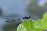 Erythromma viridulum
