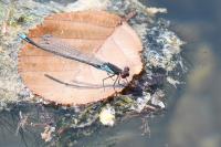 Erythromma viridulum