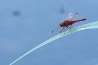 Crocothemis erythraea