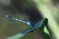 Enallagma cyathigerum