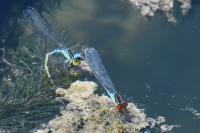 Erythromma viridulum