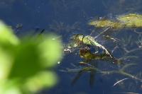 Anax imperator