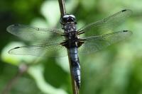Libellula fulva