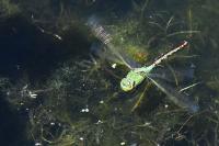 Anax imperator