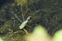 Anax imperator