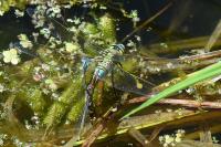 Anax imperator