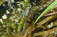 Anax imperator