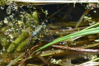 Anax imperator