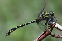 Onychogomphus forcipatus