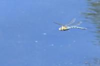 Anax imperator