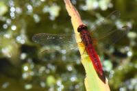 Crocothemis erythraea