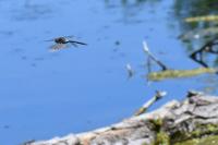 Anax parthenope