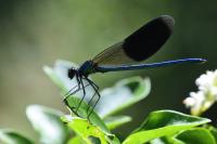 Calopteryx splendens