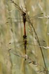 Sympetrum sanguineum