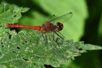 Sympetrum sanguineum
