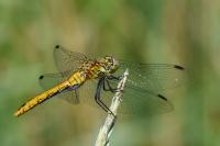 Sympetrum sanguineum