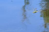 Anax imperator