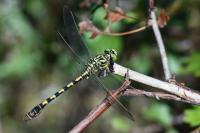 Onychogomphus forcipatus
