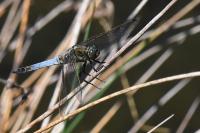 Orthetrum cancellatum