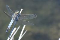Orthetrum cancellatum