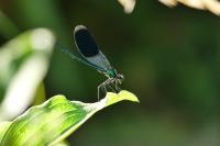 Calopteryx splendens