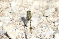 Onychogomphus forcipatus