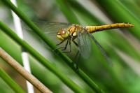 Sympetrum sanguineum