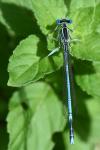 Platycnemis pennipes