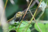 Orthetrum cancellatum