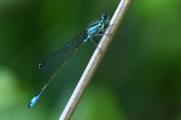 Ischnura elegans