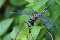 Libellula quadrimaculata