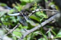 Libellula depressa