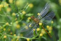 Sympetrum meridionale