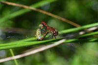 Sympetrum sanguineum