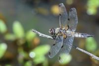 Libellula quadrimaculata