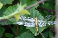 Orthetrum cancellatum