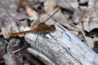 Sympetrum sanguineum