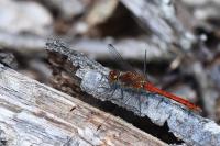 Sympetrum sanguineum