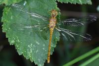 Sympetrum meridionale