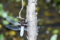 Libellula depressa