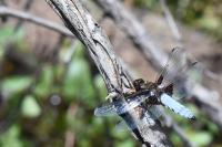 Libellula depressa