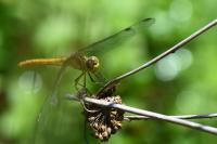 Sympetrum meridionale