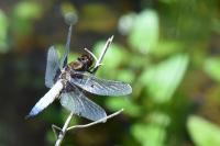Libellula depressa