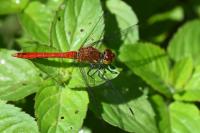Sympetrum sanguineum
